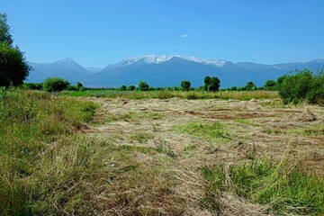 Mowed grass in a meadow against the backdrop of mountains