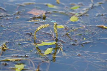 dragonfly on blue water