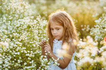 A happy child girl in a white dress works in the meadow in the summer in nature. Cute little girl with long blond hair outdoors. Happy child having fun outdoors. Portrait of a happy child at Sunset