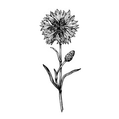 Closeup of cornflower flower (Centaurea cyanus, bachelor's button, knapweed or bluett).  Black and white outline illustration, hand drawn work isolated on white background