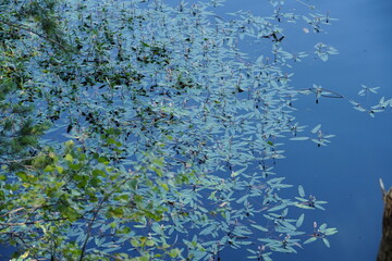 grass in water with petals and flower