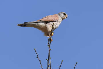 Turmfalke
