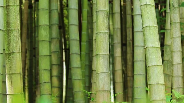 Green beautiful bamboo background in botanical garden
