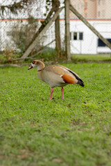 Duck in the park walking on grass