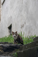 street cat on the background of the wall