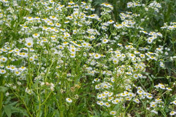 Summer in the meadow, blooms in the wild Erigeron annuus