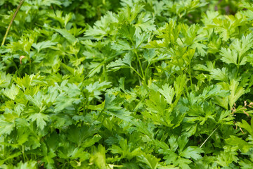 Green parsley in a garden. Close up