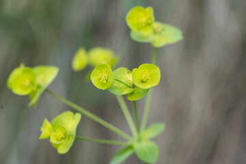 Selective focus image of the Wood Spurge or Euphorbia amygdaloides. Euphorbia flowering evergreen plant in a garden