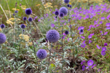 Echinops ritro or southern globethistle flowering plant