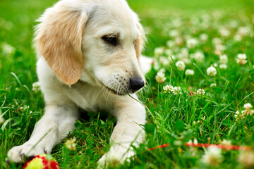 Cute happy golden retriever, puppy outdoor on the grass,  Portrait of a cute puppy in a field.