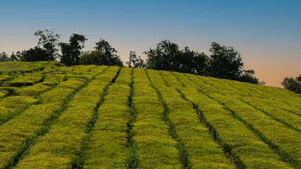 Tea plantation on Sao Miguel island, Azores, Portugal. Azores is home to the only such plantation in Europe. Nature Agricultural Farming Organic Field.