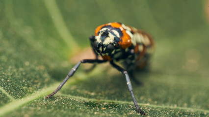 Details of a cute orange brown and black Harlequin Cigarette Moth. atteva pustulella