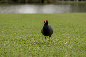 Moorhen walking on grass with pond behind - Parque Bacacheri, Curitiba - Paraná. Brazil