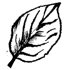 Autumn leaves. Outlines of fallen dry leaves. Deciduous trees. Graphic illustration.