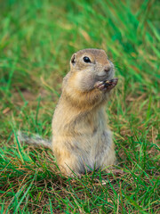 Naklejka na ściany i meble The prairie dog is smiling looking at a camera on a grassy field. Close-up