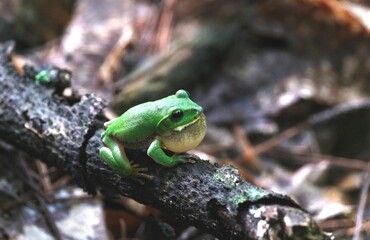 鳴嚢を膨らませて鳴くシュレーゲルアオガエル