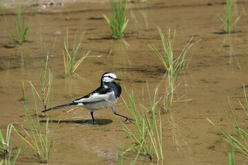 セグロセキレイ