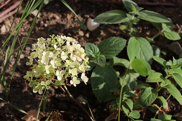 flowers in the forest