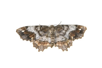 One-spotted Variant moth Hypagyrtis unipunctata on white background