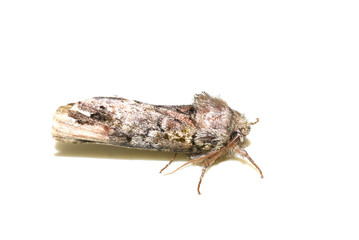 Unicorn caterpillar moth Coelodasys unicornis on white background