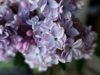 Close-up of spring branch of lilac flowers, background details