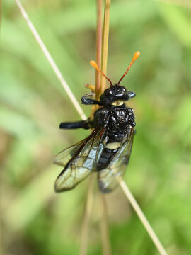 Birch sawfly Cimbex femoratus sitting in vegetation