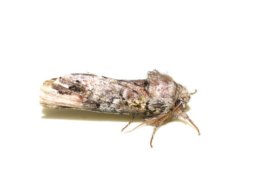 Unicorn caterpillar moth Coelodasys unicornis on white background