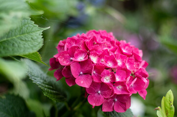 hydrangea