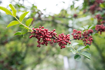 Sichuan Peppercorn grow on tree