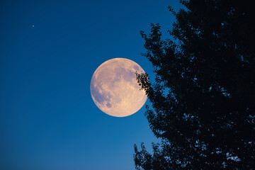 Full Moon, star and tree silhouette.