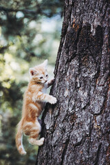 Naklejka na ściany i meble Bébé chaton roux en train de grimper à un arbre dans le jardin