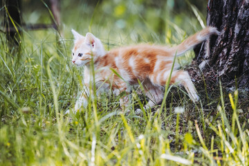 Portrait d'un mignon bébé chaton roux en train de jouer dans le jardin