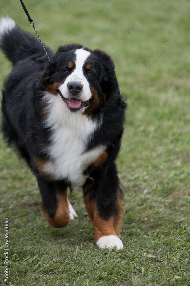 Wall mural Bernese Mountain Dog smiling at the camera