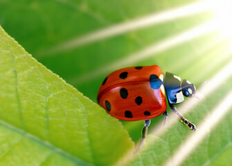 Obraz premium abstract close up or macro photo of a lady bug on green natural background, ecology and environment concept created with generative ai technology