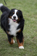 Bernese Mountain Dog smiling at the camera