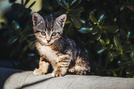 Portrait d'un chaton tigré gris en train de se reposer dehors