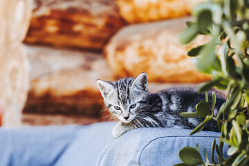 Portrait d'un chaton tigré gris en train de se reposer dehors - obrazy, fototapety, plakaty