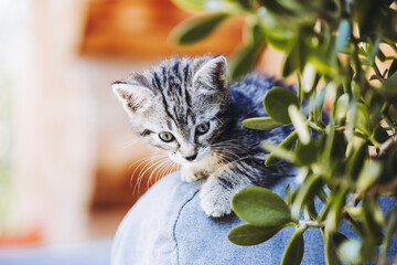 Portrait d'un chaton tigré gris en train de se reposer dehors