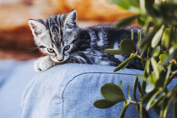 Portrait d'un chaton tigré gris en train de se reposer dehors