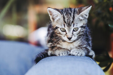 Portrait d'un chaton tigré gris en train de se reposer dehors