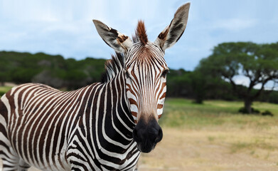 Fototapeta na wymiar Zebra Close Up, Wildlife Photography