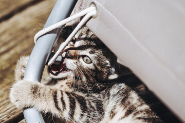 Portrait d'un petit chaton tigré en train de jouer dehors