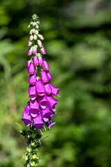Digitalis Purpurea (or Purple Foxglove, Lady's Glove) © Sonja Birkelbach