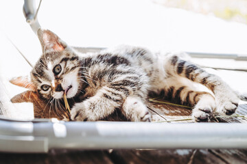Portrait d'un petit chaton tigré en train de jouer dehors