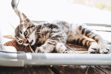 Portrait d'un petit chaton tigré en train de jouer dehors