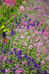 Dense thickets of clary sage and pink cleoma