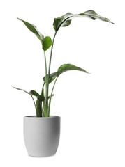 Fototapeta na wymiar Beautiful spathiphyllum in pot on white background. House decor