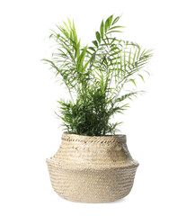 Beautiful Ravenea rivularis plant in pot isolated on white. House decor