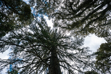 A huge pine tree trunk looking up in high altitude forest