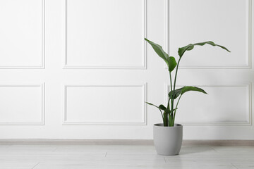 Potted strelitzia on floor indoors, space for text. Beautiful houseplant
